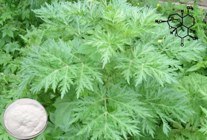 Pure Organische Artemisia Annua Extract 99% Zuiverheid CAS 63968-64-9 2