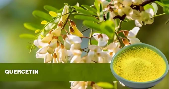 Plantenextract Quercetine poeder 98% Sophora Japonica extract CAS 117-39-5 0